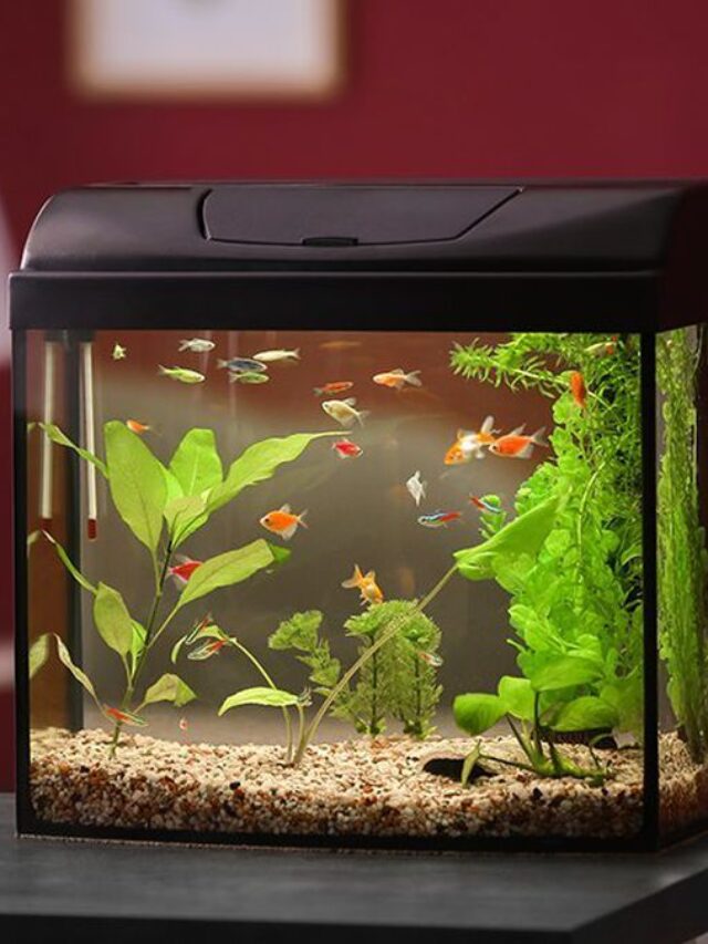 Fish-Keeping-An-Inexpensive-Useful-and-Luxurious-Hobby