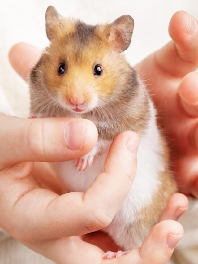 Hamster-en-la-mano-de-una-mujer