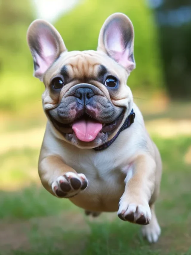 Is_rearing_a_French_bulldog_as_easy_it_looks