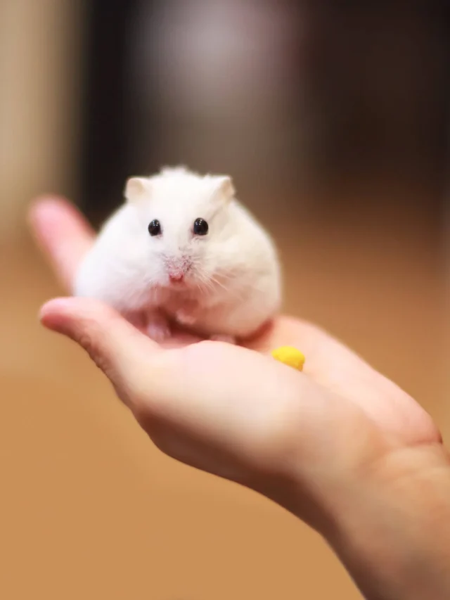 White-Dwarf-Hamster-2