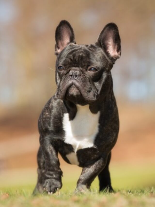 blog-breed-french_bulldog_1_k278.max-500x500.format-jpeg