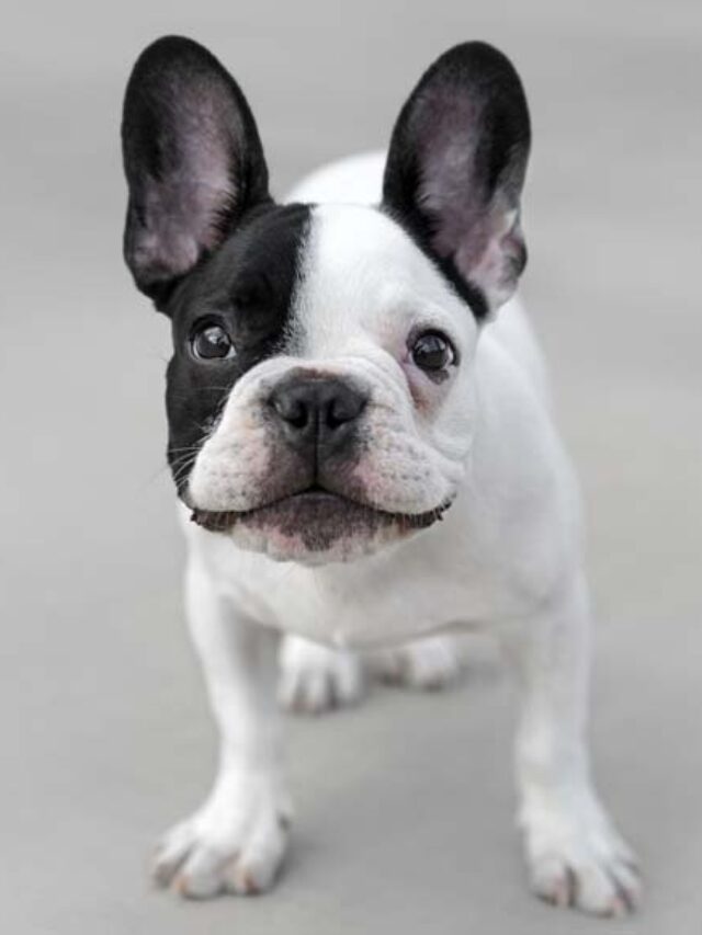 french-bulldog