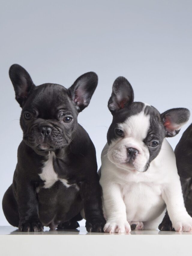 frenchbulldog