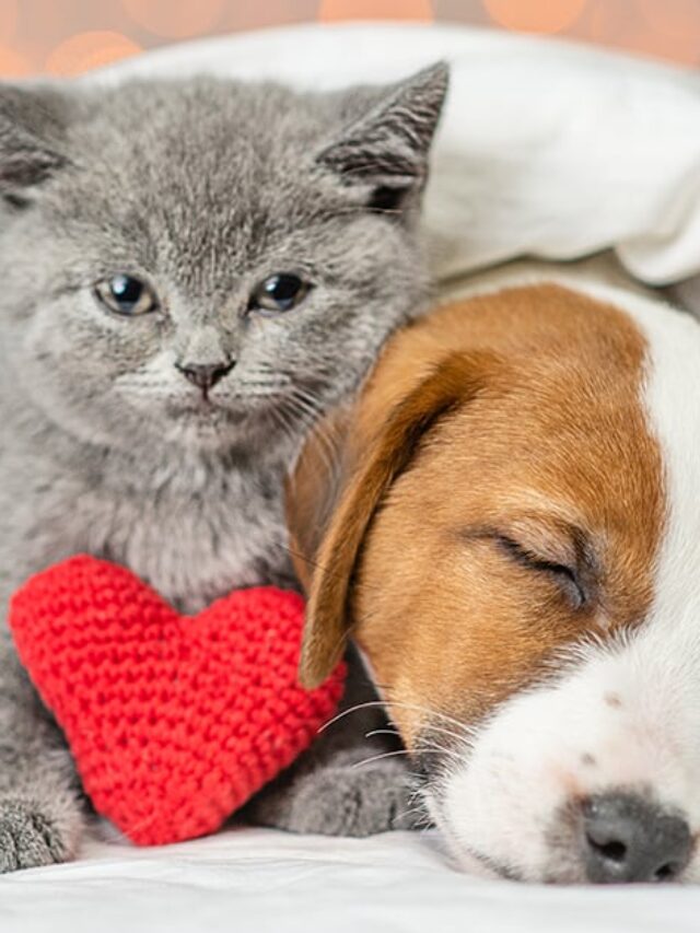 kitten-dog-heart-toy-020921