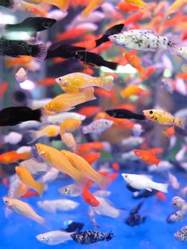 mix-colors-of-platy-fishes-in-a-tank_Thanes-Pruttivanichakul_Shutterstock